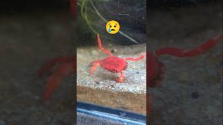 My Crab lost his 5 Legs animal crab fish pets nature [upl. by Nautna]