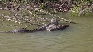 HUGE CROC FOUND DEAD [upl. by Buseck]