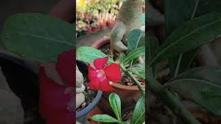 Adenium collection Akshar Plants amp Planters [upl. by Yrian]