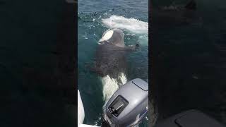 Curious Orca Pod Approach Fisherman’s Boat Off Tiritiri Matangi Island New Zealand [upl. by Thorvald]