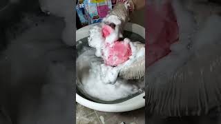 ASMR SPONGE SQUEEZING  ASMR MIX DETERGENT  ASMR RELAXING SOUNDS [upl. by Dnanidref]