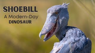 Shoebill Stork A Rare and Endangered Bird  Living Dinosaur  Facts amp Info [upl. by Diego201]