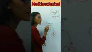 Coenocyte and syncytium difference  biology [upl. by Nikolos]