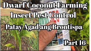 Dwarf Coconut Farming Part 16 Applying Liquid Foliar Insecticide [upl. by Brnaby]