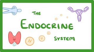 GCSE Biology  Endocrine System amp Hormones 59 [upl. by Nyliak180]