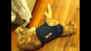 Cat Reviews Thundershirt [upl. by Othe]