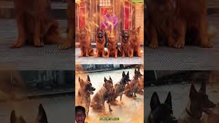 Becgie 🐕 🇩🇪vs Malinois🐕🇧🇪malinois becgiegermanshepherd doglove pets dog dogtraining [upl. by Aitnyc]