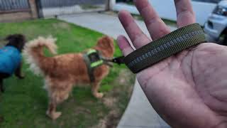 AIRUIDOG Heavy Duty Tactical Bungee Dog Leash [upl. by Casandra]