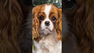 Puppy Cavalier King Charles Spaniel Growing Up [upl. by Ayekahs]