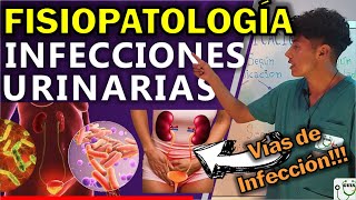 INFECCIÓN URINARIA FISIOPATOLOGÍA  GuiaMed [upl. by Salim]