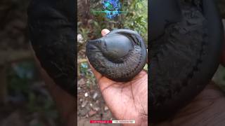 Gandaki river shaligram  varaha shaligram shila  shaligram stone shorts short shortsfeed [upl. by Saw]