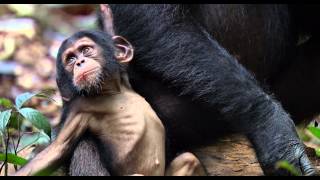 Chimpancés Familia Extendida  Disneynature [upl. by Tab]