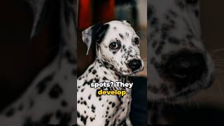 101 Dalmatians in Real Life Amazing Facts About the Dalmatian Breed dog shorts [upl. by Eleph7]