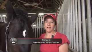 Horse breed 101  The Percheron [upl. by Symons134]