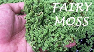 Adding Azolla to our aquariums [upl. by Nicolai]