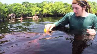 Mit Delfinen im Amazonas schwimmen  unge [upl. by Ahsema]