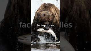 10 Fun Facts About the Grizzly Bear [upl. by Oiratno]