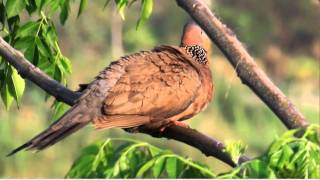 珠頸斑鳩  Spotted Dove [upl. by Sonahpets475]