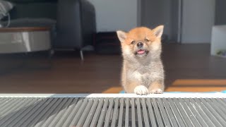 Shiba Inu from Puppy to Adult 8 weeks to 1 year [upl. by Emrich]