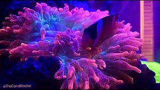 Clownfish hosting bubble tip anemone symbiosis with relaxing music [upl. by Assiar579]