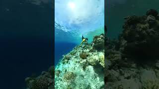 Snorkeling Maldives in October [upl. by Brew]