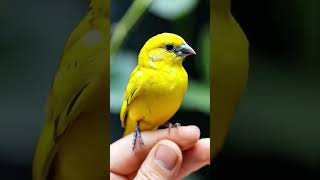 Canaries in Focus Beauty and Song BirdLovers Canary [upl. by Adamik]