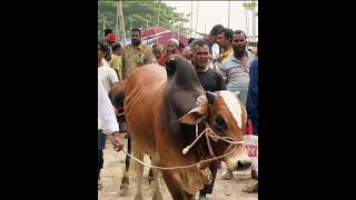 ভাই কত নিলো ২০২৪  দেখুন ক্রেতারা কোরবানির গরু কে কত দিয়ে কিনলো  হযরতপুর গরুর হাট 2024 [upl. by Eelra906]