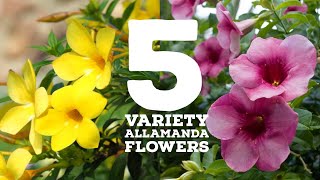 5 Variety Allamanda flowers  Allamanda Plant Types [upl. by Shanta763]