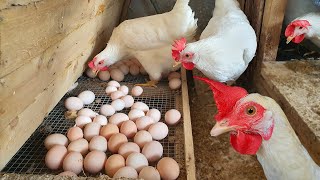 What Does One Day At The Breeding Chicken Farm Look Like [upl. by Gillette]