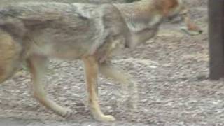 Roadrunner and Coyote at Big Bend Park [upl. by Riek]