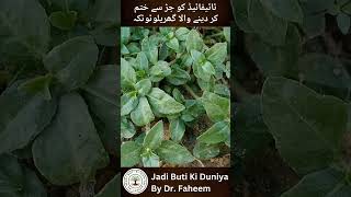 ٹائیفائیڈ کو جڑ سے ختم کر دینے والا گھریلوٹوٹکہ  Typhoid Fever  Dr Fahim Herbalist [upl. by Eillac866]