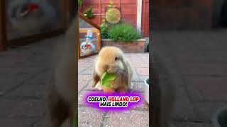 Coelho Holland lop a Raça mais linda [upl. by Rola]