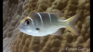 Bigeye Seabream  Monotaxis grandoculis [upl. by Litsyrk]