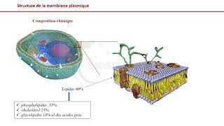 Vidéo 1 Membrane plasmique  Présentation générale [upl. by Akira]