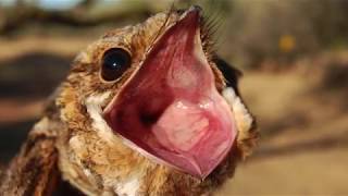 Ringing a Rednecked Nightjar  Engoulevent à collier roux [upl. by Aicilaanna]