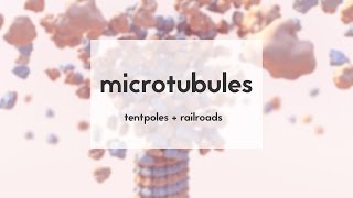 Microtubules tentpoles amp railroads [upl. by Neevan]