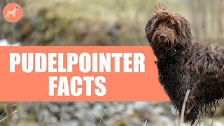 Pudelpointer Dog Breed 10 Amazing Facts You Must Know [upl. by Alleunamme]