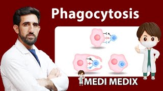 Phagocytosis Pathology 7 [upl. by Ioved445]