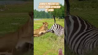 Zebras precise leg flicks when attacked by lions  zebra zebraattack lion lionattack animals [upl. by Assila]