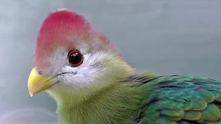 Redcrested Turaco  Exotic Birds [upl. by Neehahs]