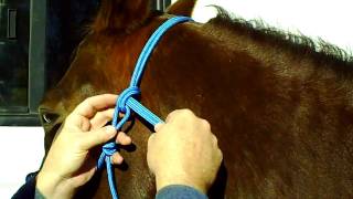 How To Properly Tie Your Rope Halter [upl. by Silvain281]