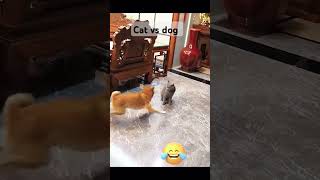 viral cat vs dog frank fight dog cat [upl. by Wilkison]