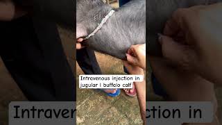 Intravenous injection in jugular vein l dr Umar khan [upl. by Venita]