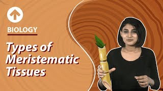 Types of Meristematic Tissues  Structural Organisation In Plants  Biology  Class 9 [upl. by Pierro95]