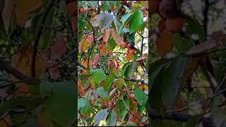 59😲Diospyros kaki 🏵️ playlist grădini înflorite 307 video [upl. by Engenia]