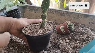 hoje o dia foi de fazer mudas de plantas em nossa casa 😁 deixe o like 👍 [upl. by Aniras]