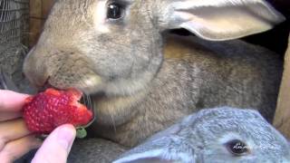 Big Flemish Giant Bunny Rabbit with babies are eating strawberry [upl. by Tihom725]