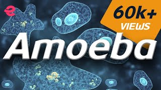 What is An Amoeba  Biology  Extraclasscom [upl. by Ginzburg479]