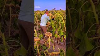 Farmer harvesting sunflowers with a sickle work farming shorts [upl. by Ryhpez]