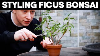 Ficus Bonsai Trees  Styling Techniques🌱 [upl. by Perrins]